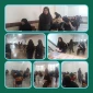  آغاز امتحانات پایان نیمسال تحصیلی دوم1404 در آموزشکده ملی مهارت دختران ساری 